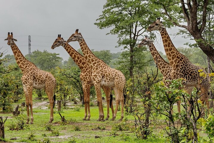 Full Day Durban & Phezulu Safari Park Tour from Durban - Photo 1 of 9